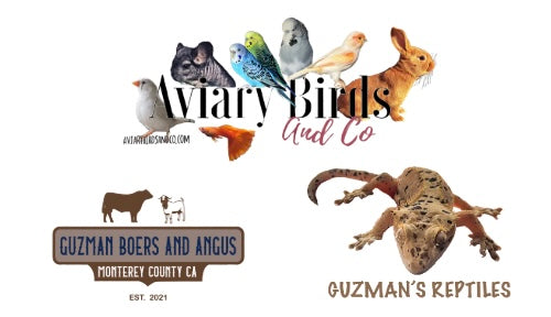 AviaryBirdsAndCo/Guzman Boers And Angus